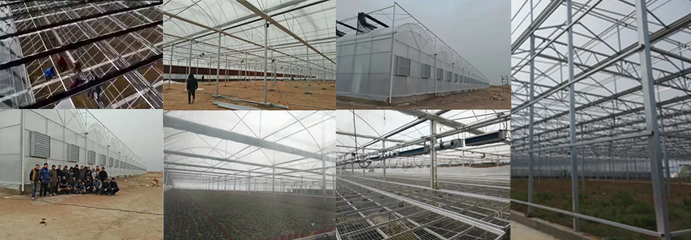 Agriculture Multi-Span Film Greenhouse for Tomatoes with Irrigation System
