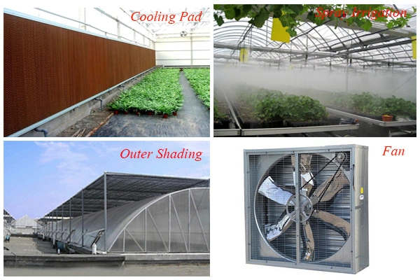 Film PC PE Plastic Greenhouses Hydroponics System for Glass Green House Polycarbonate Sheet