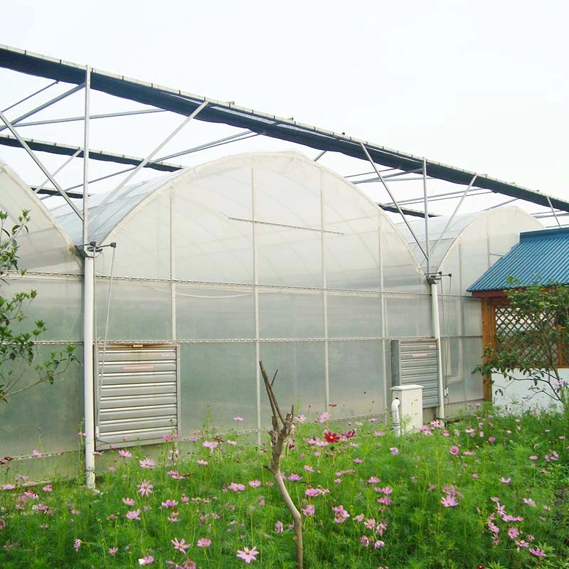 Agriculture Multi-Span Film Greenhouse for Tomatoes with Irrigation System