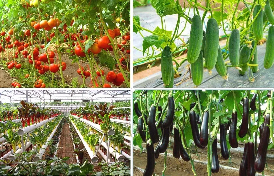 Agriculture Multi-Span Film Greenhouse for Tomatoes with Irrigation System